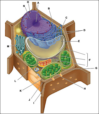 This is a diagram of a typical plant cell. Inside structure H there are 